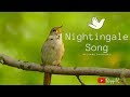 Nightingale Song ~ Chant de rossignol