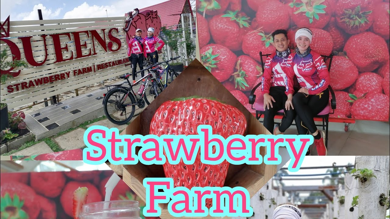Strawberry Farm at Tagaytay Queens Strawberry Farm YouTube