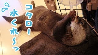 カワウソ コタロー　それって水飲み？それとも遊び？？　Otter Kotaro playing with water feeder