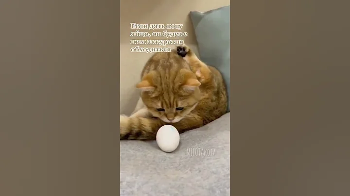 Video 11337411: cat cute funny smile