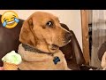 Funny Animal Videos 2023 😹 - Funniest Dogs and Cats Videos 😻 #60