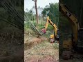 Large Excavator Clearing Bamboo Forest, Spectacular Scene!