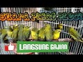 Suara pikat khusus pleci..!!! Langsung lengket.. !!! Tanpa Tunggu lama !!!