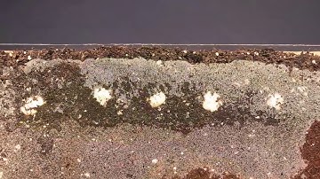 Lima bean time lapse
