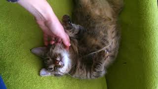 Зверски нежное нападение кошки на человека! Extremely cute cat Зверски нежное нападение кошки на человека! Extremely cute cat