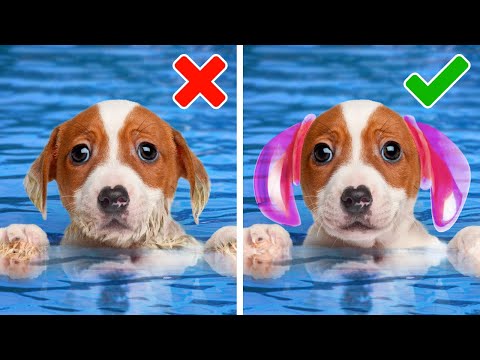 Video: Puppies Tam Bir Ofisi Rüyası? Bu Sığınak Gerçek Olmasına Yardımcı Olacak.