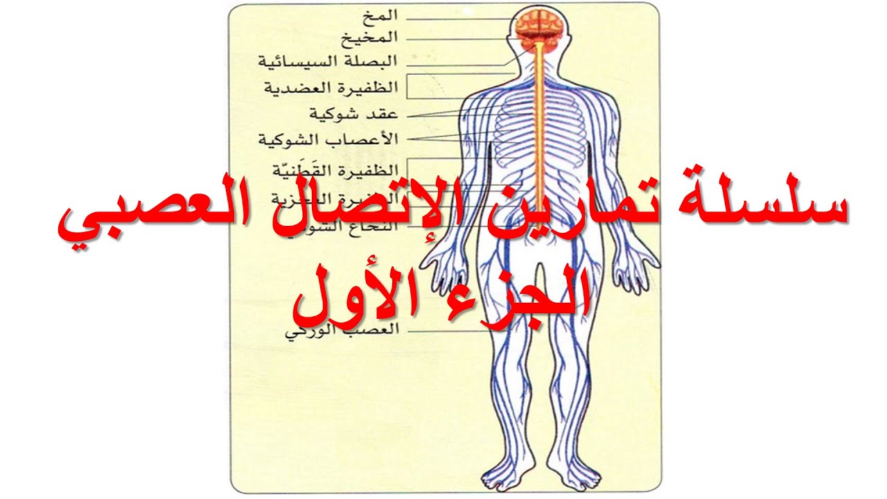 تمارين الإتصال العصبي
