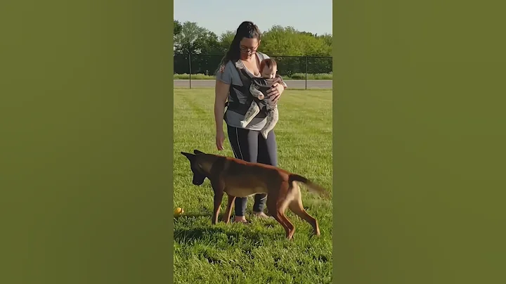 #usa🇺🇸#dogsoftiktok #malinoisl#k9#k9protection #k9trainer#trending#viralvideo#fyp#k9handler #newyork