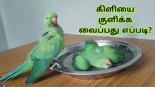 கிளியை குளிக்க வைக்கலாமா?||கிளியை குளிக்க வைப்பது எப்படி?||How to Both Your Parrot