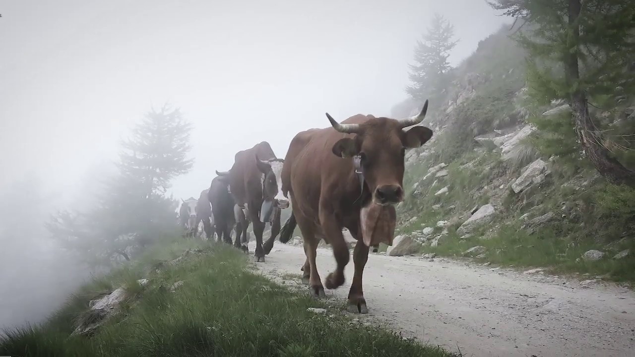 Plaisir di viole PLAISENTIF