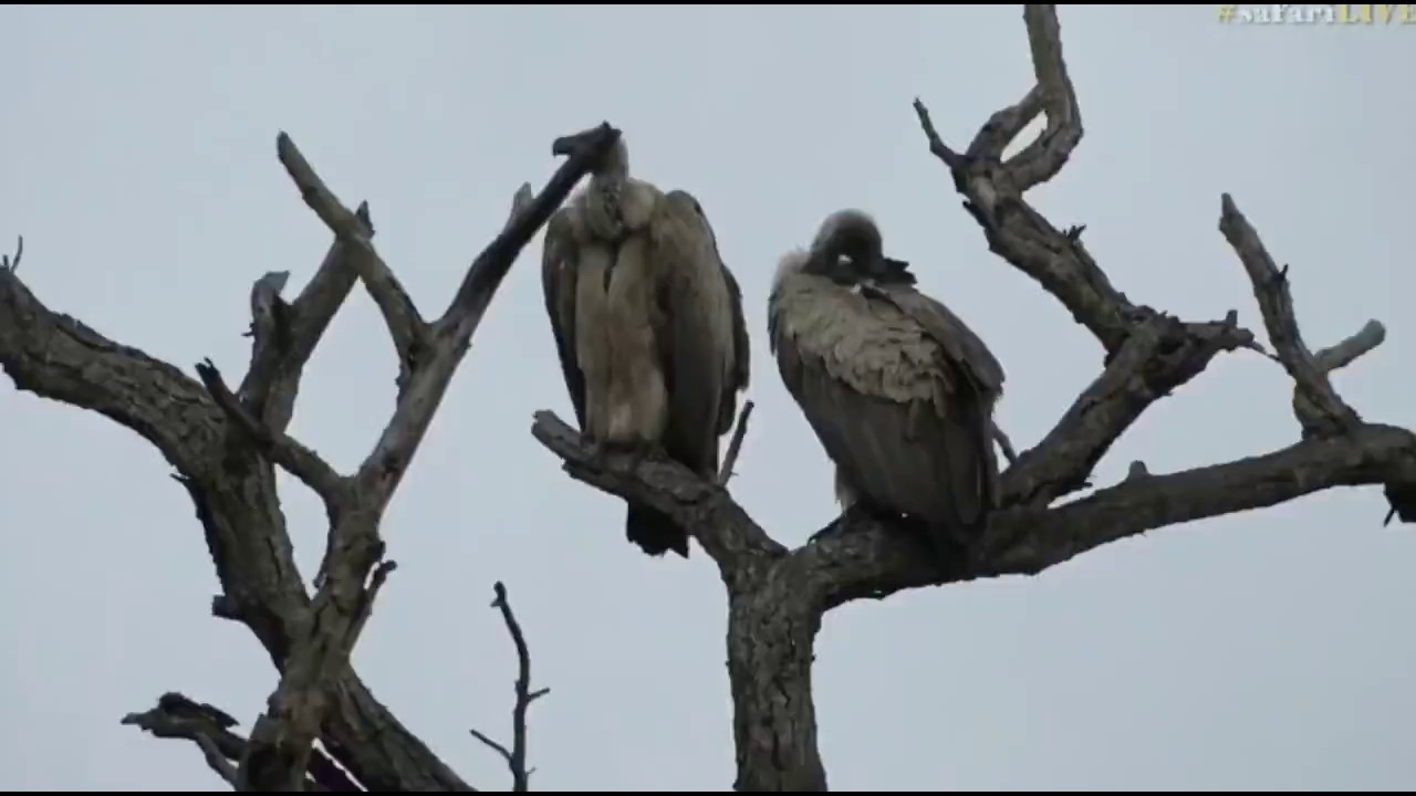 sindile faku April 21, 2017- White Backed Vultures with James Hendry