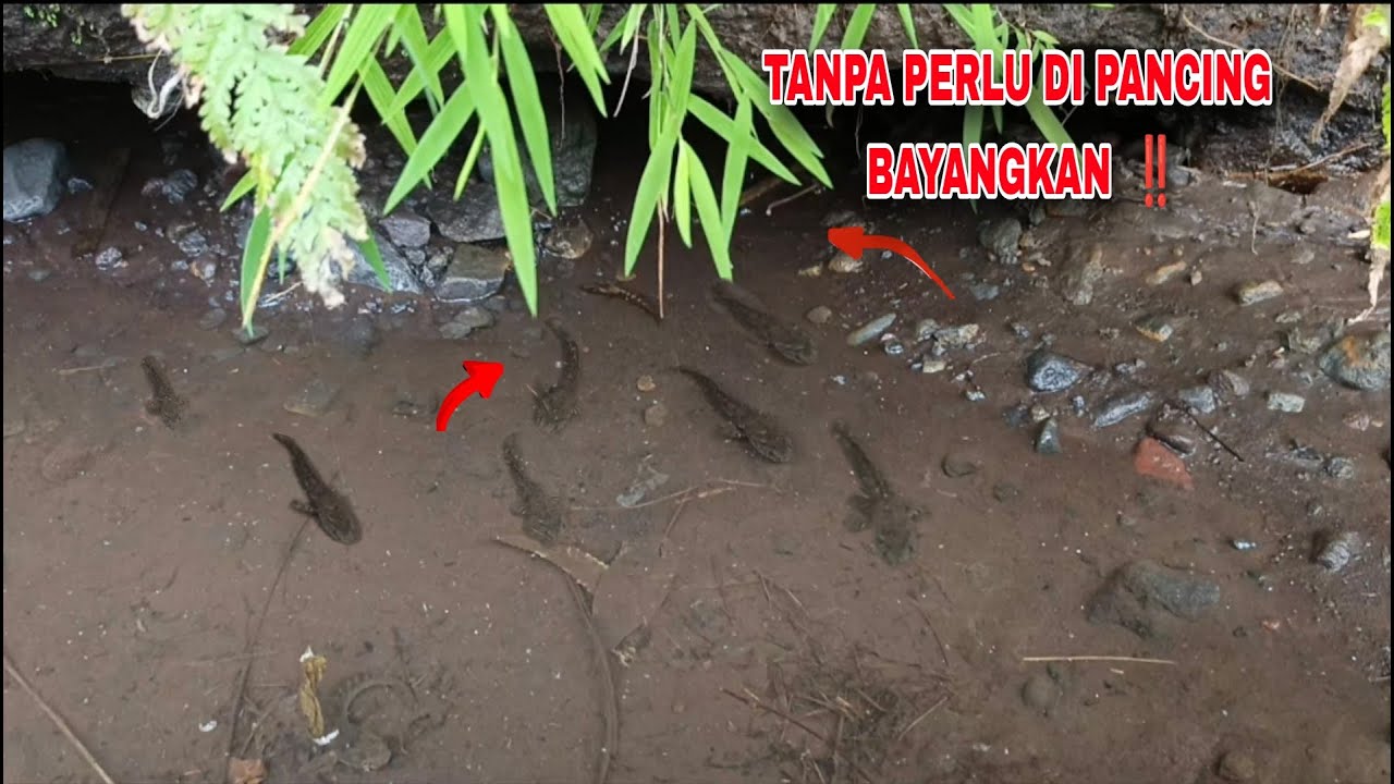 GAK PERLU MANCING, IKAN CHANNA DI TEMPAT INI MALAH  IKAN BABON SEMUA ! MANCING IKAN CHANNA LIMBATA