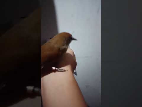 Tepus pipi perak jinak gacor 