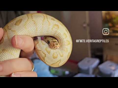 #butter #spotnose #clown #ballpython -  #butter #spotnose #clown #ballpython 
