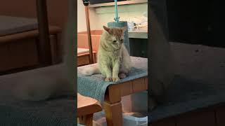 #cat 🐈 Cheetos kitties 🐱 vs Eufy robot vacuum #kitten