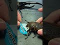 Feeding beetle jelly to Hercules beetles
