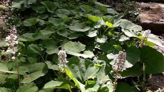Petasites hybridus (Farfaraccio fiore) medicinal plant