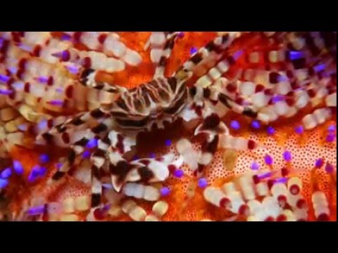 Best of  Philippines