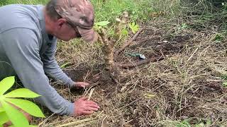 I am digging up cassava root! #cassava #growyourownfood #growagarden #permaculture #foodforest #nice