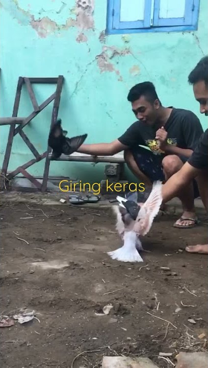 geber merpati giring keras