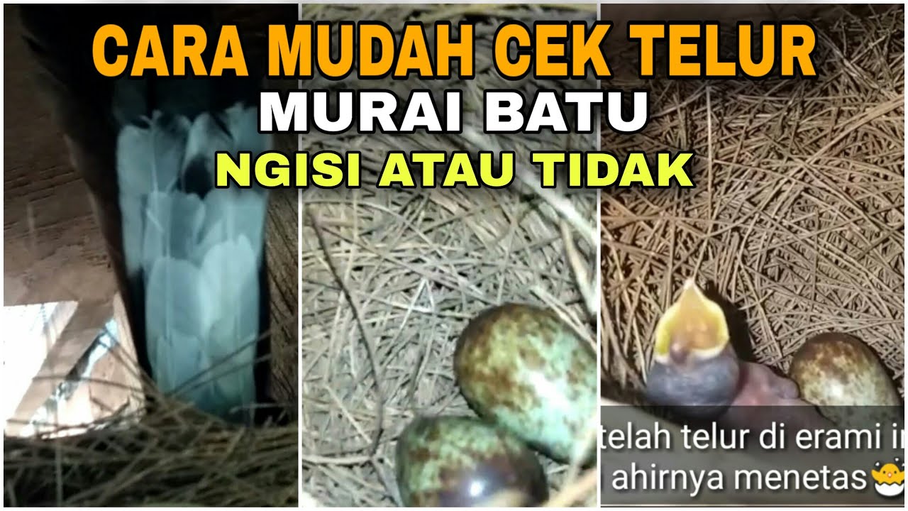 Cara Cek Telur Murai Batu Isi Atau Tidak Dengan Mudah - YouTube