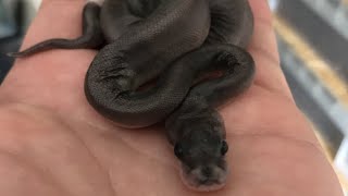 JW Royals - Ball Python Hatchlings - Cinnamon Lesser x Black Pastel (Het Pied) Clutch Reveal!