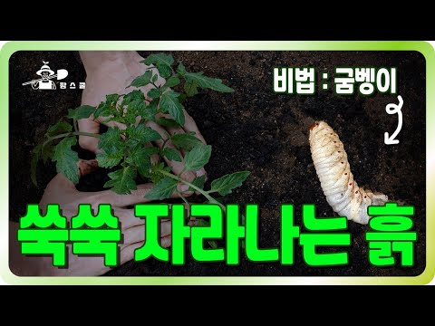 어떤 토양이 나무를 잘 자라게 해줄까요? (ft. 굼벵이)