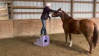 Teaching your horse to pick you up off a mounting block