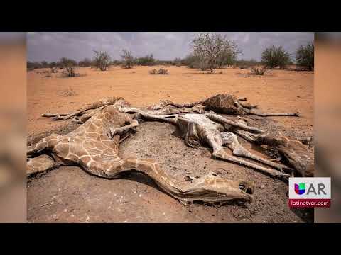 Fotos de jirafas muertas ponen en alerta al mundo