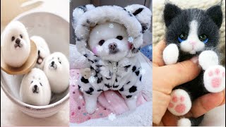 Tik Tok Chó Phốc Sóc Mini | Funny and Cute Pomeranian Videos #30 by So Cute 14,400 views 3 years ago 9 minutes, 42 seconds