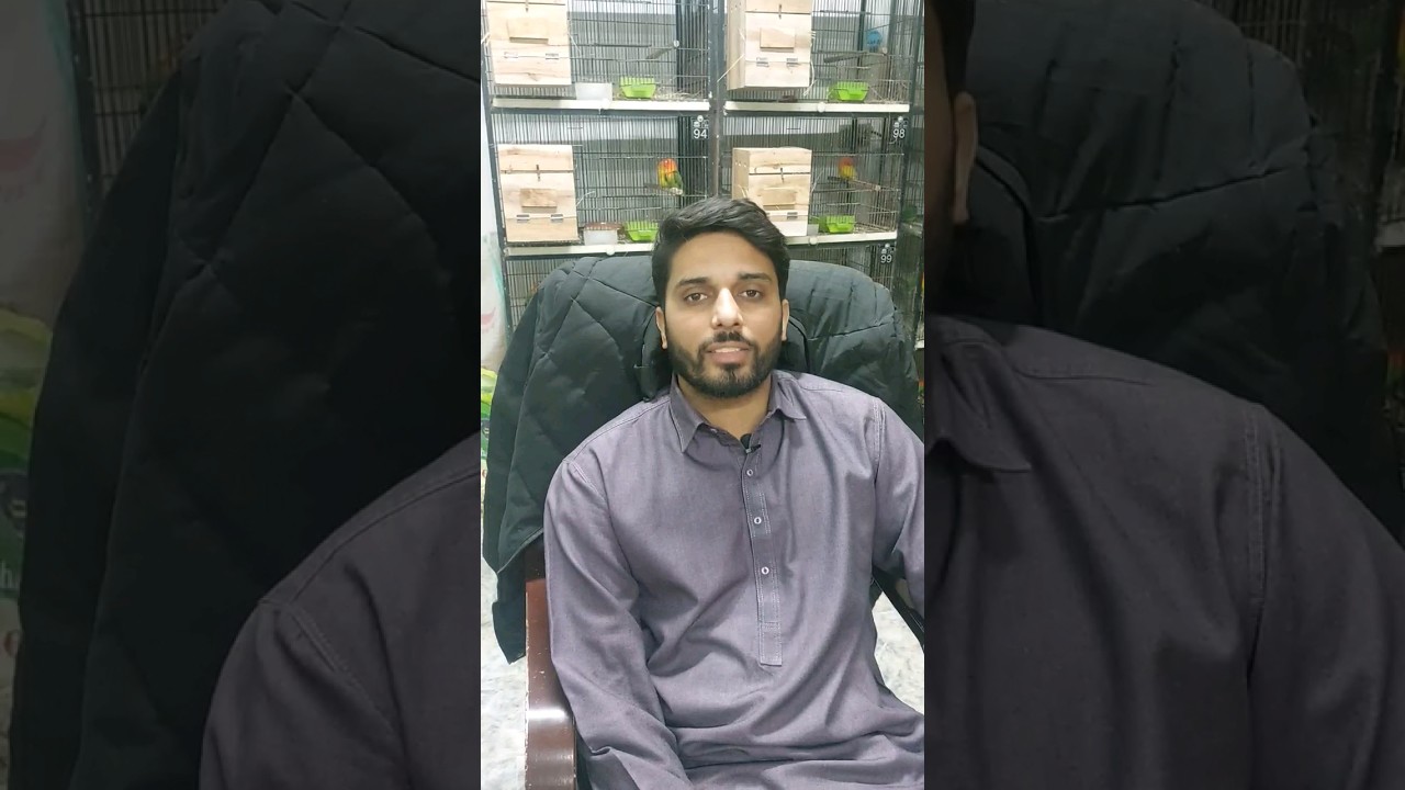 Lovebird k Chicks Box se Bahir nikal ay 