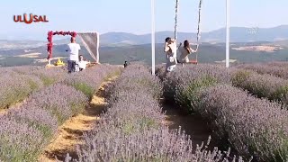 Tekirdağda Lavanta Tarlaları Ilgi Odağı Oldu