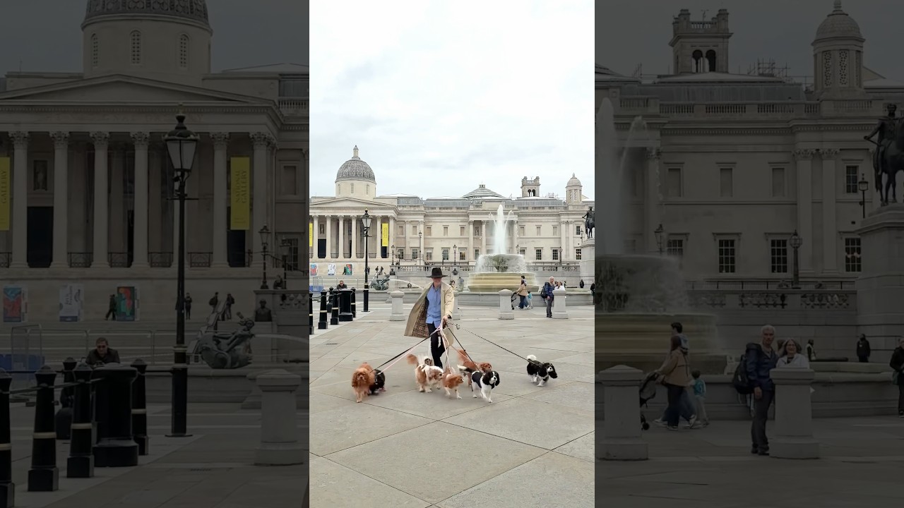 Royals in London #dogphotographer #dogphotoshoot #london #dogdad #cutedog #dog #dogs #dogshorts