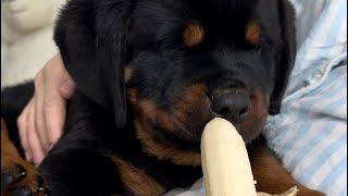 EROS enjoying his banana #rottweilerpuppy #rottweiler #rottweilerlife #dog #asmreating