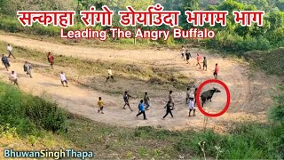 Leading The Angry Buffalo / सन्काहा राँगो डोर्याउँदा चारजना कान्ला मुनी / Bhuwan Singh Thapa