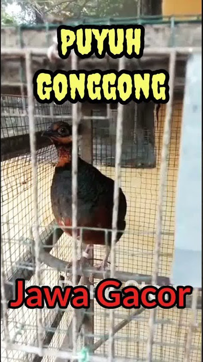 Puyuh Gonggong Jawa Gacor