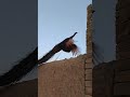 peacock dance real video #peacock #beautiful #birds #animals