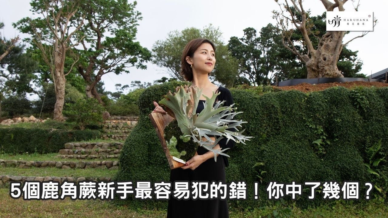 【晴花鹿苑-進階鹿角蕨篇】5個 #鹿角蕨 新手最容易犯的錯！你中了幾個？5 Common Mistakes to Avoid as a #staghornfern Beginner  #ビカクシダ
