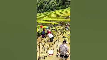 Tạm gác việc gặt lúa để bắt cá