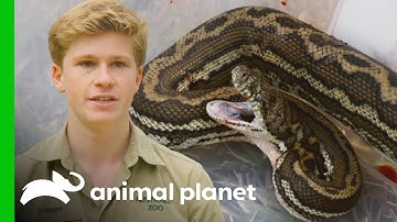 Robert Irwin and Team Help Save a Bleeding Snake! | Crikey! It