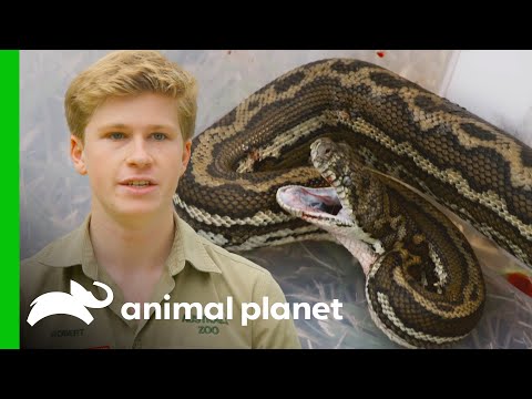Robert Irwin and Team Help Save a Bleeding Snake! | Crikey! It