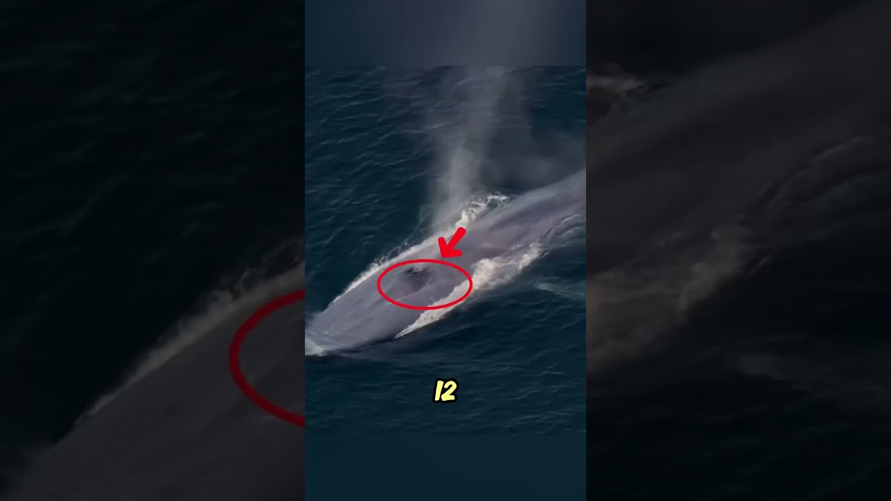 Is this what a blue whale looks like? 