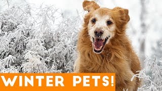 Funniest Winter Pet Video Compilation December 2017 | Funny Pet Videos