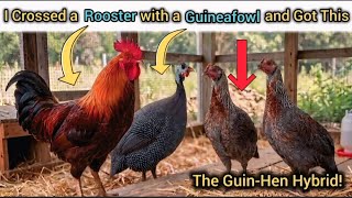 What Really Happens When You Cross a Rooster with a Guineafowl? (Actual Hybrid Footage) screenshot 2