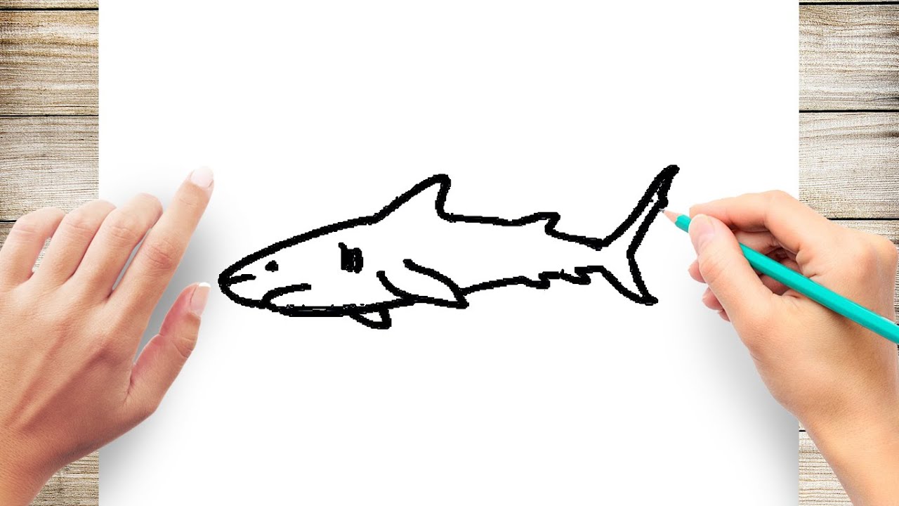 How to Draw A Bull Shark Step by Step for Kids - YouTube