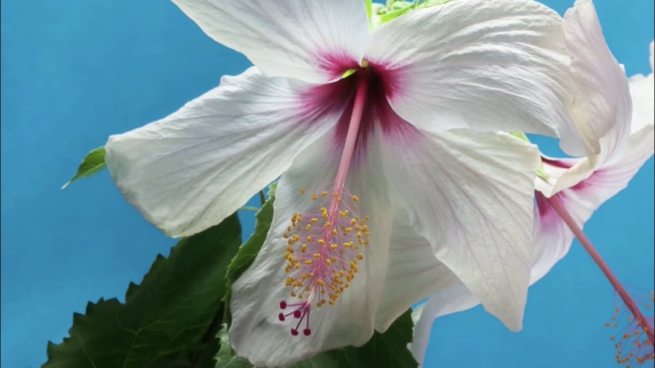 Danny George - Embrace (Official Lyric Video)