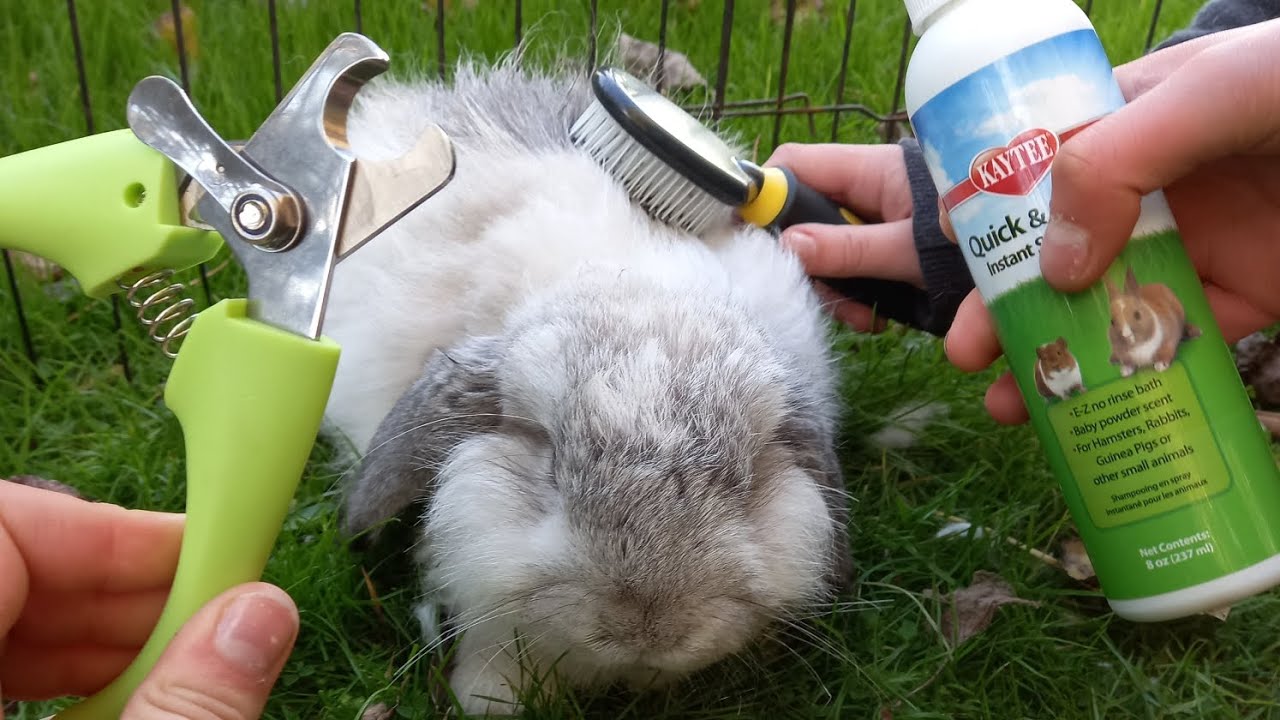 Grooming White Rabbit How We Groom a Rabbit - YouTube