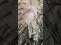 vol.9 "Moving" dandruff and scab picture book　動くフケ・角栓図鑑。#shorts