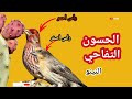 فيديو جديد عن طائر التفاحي في البرية الهاوس فينش House Finch 