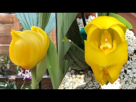 Vidéo: Conseils pour la culture d'Anguloa Uniflora - Soin des bébés orchidées emmaillotés
